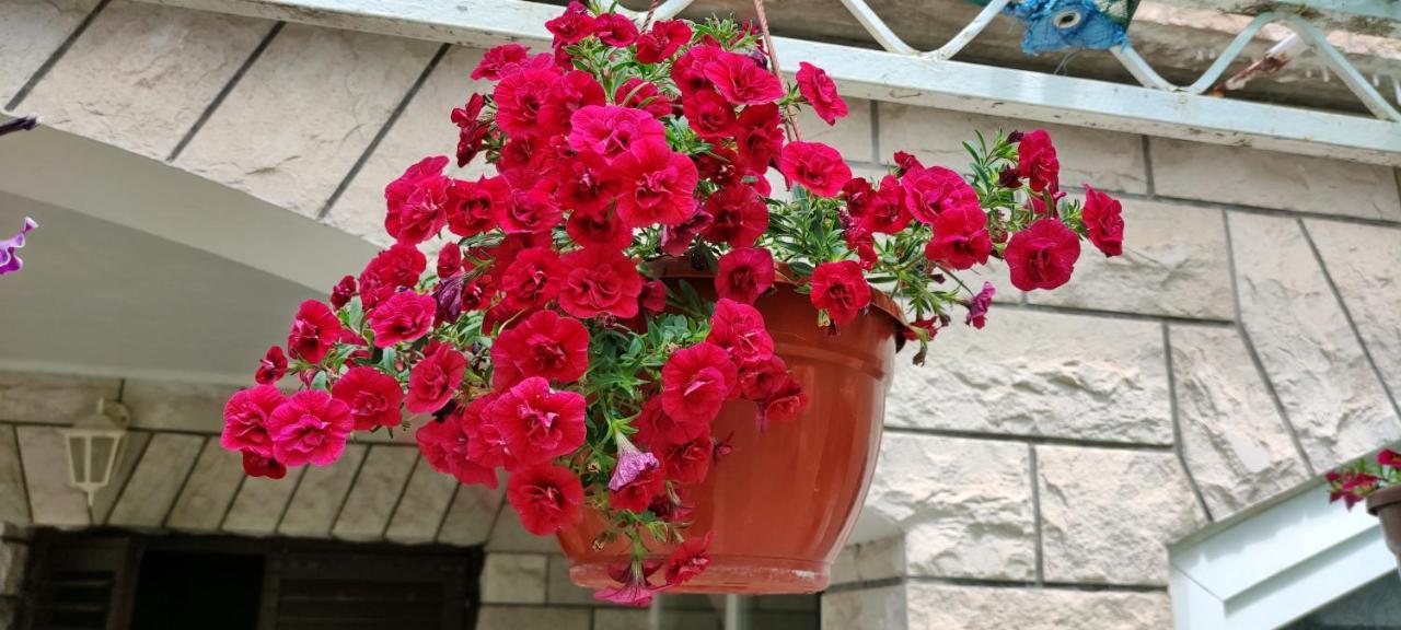 Apartments 1000 Flowers Stari Grad  Εξωτερικό φωτογραφία